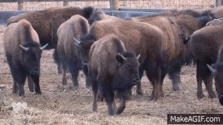 WCS & Blackfeet Nation Partner To Bring Bison Home